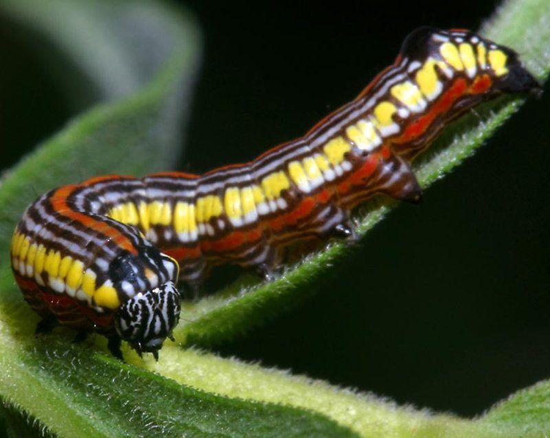 Black and White Caterpillar Logo - Caterpillars of Northern Illinois