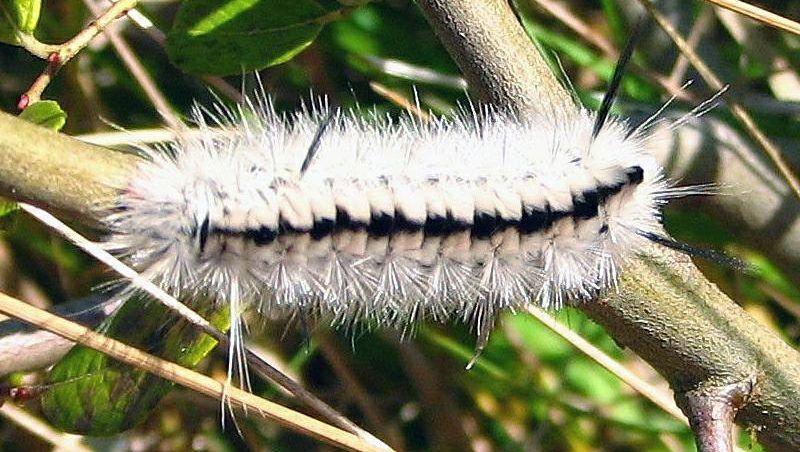 Black and White Caterpillar Logo - FACT CHECK: Are Black-and-White Caterpillars 'Poisonous'?