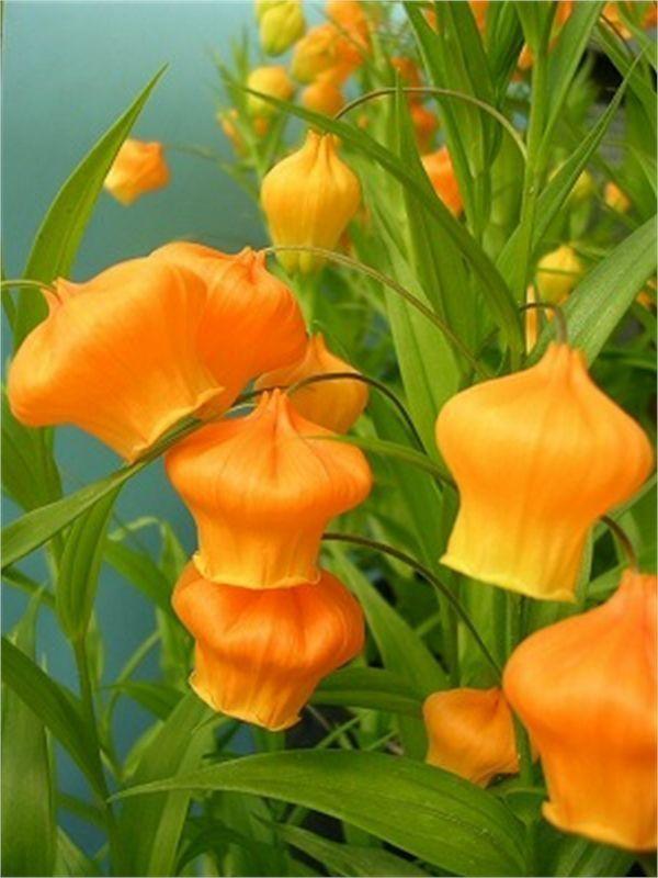 Yellow Flower Shaped Logo - Sandersonia, Lantern shaped orange-yellow flowers, very rare ...