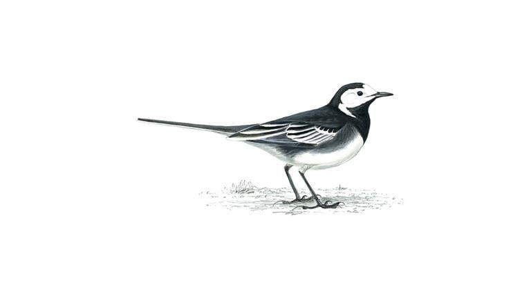 Black and White Bird Logo - Pied Wagtail Bird Facts