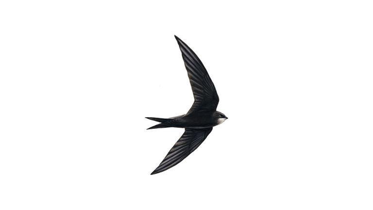 Black and White Bird Logo - Swift Bird Facts