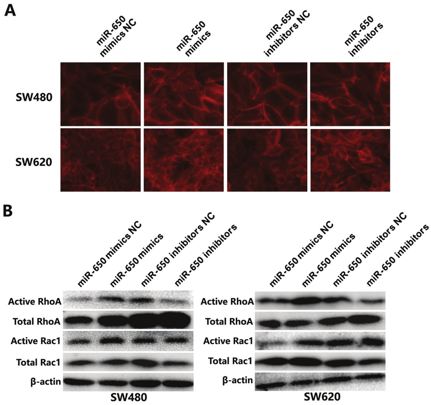 Red with White Letters RAC Logo - MiR 650 Induces The Activation Of Rho Rac GTPases In Colorectal