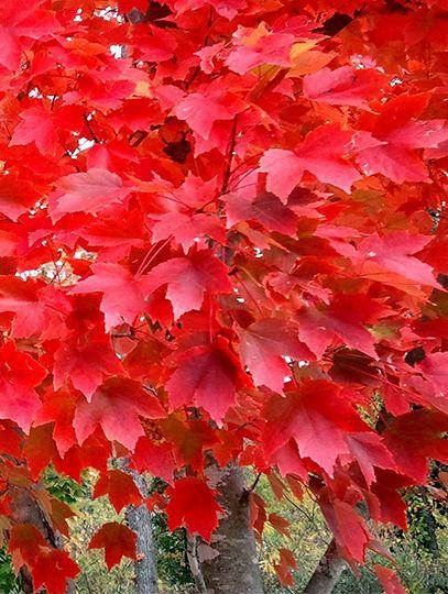 Red Maple Leaf Logo - Shades of Red: What is a Red Maple Tree? :: Maple Leaves Forever