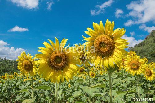 Flower with Yellow Cloud Logo - Sun flower and blue sky with white cloud background.A yellow flower ...