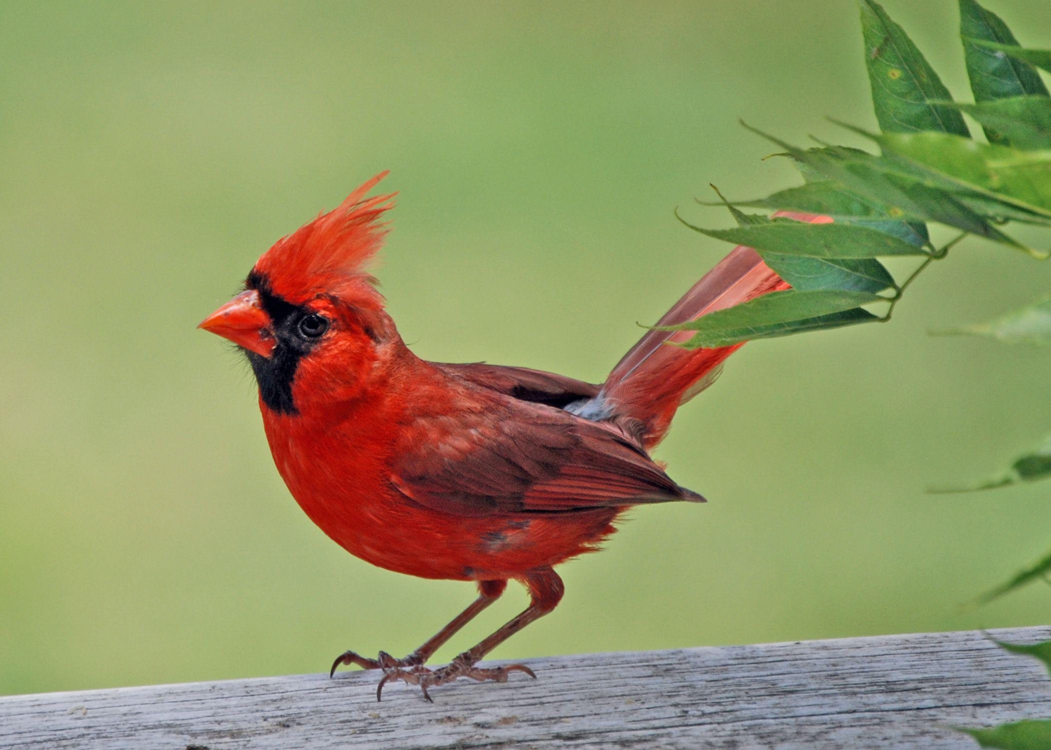 Red Bird with a Red a Logo - See a Red Bird |