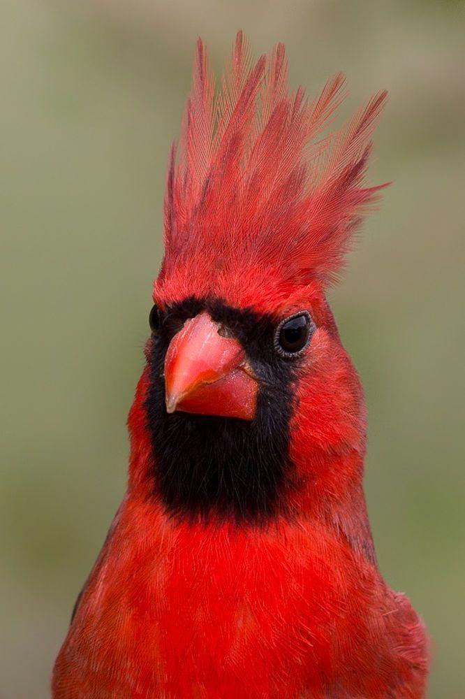 Red Bird with a Red a Logo - Northern Cardinal portrait. Red Mohawk. ***Share Your
