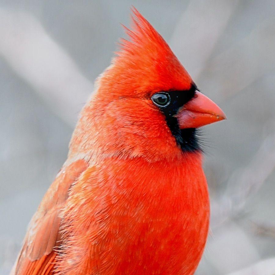 Red Bird with a Red a Logo - It's best to see red if you're a bird | Cosmos