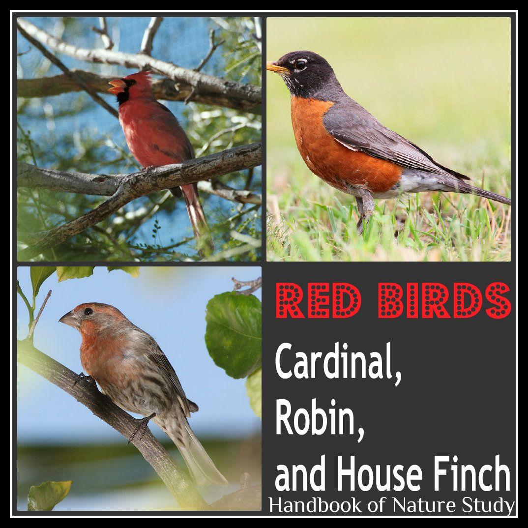 Red Bird with a Red a Logo - Outdoor Hour Challenge: Red Birds-Robin, Cardinal, and House Finch