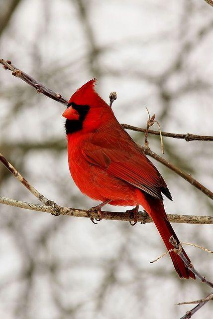 Red Bird with a Red a Logo - Northern Cardinal. Animals. Birds, Beautiful birds, Cardinals