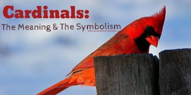 Red Bird with a Red a Logo - Signs from Spirit! Does my father visit me as a Cardinal? — Amanda ...