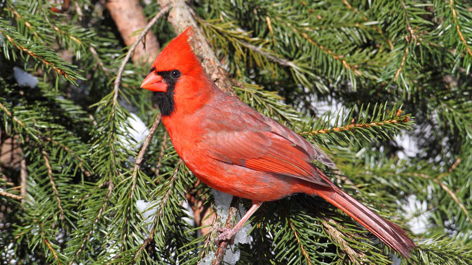 Red Bird with a Red a Logo - Comfort From A Heaven-Sent Cardinal | Guideposts