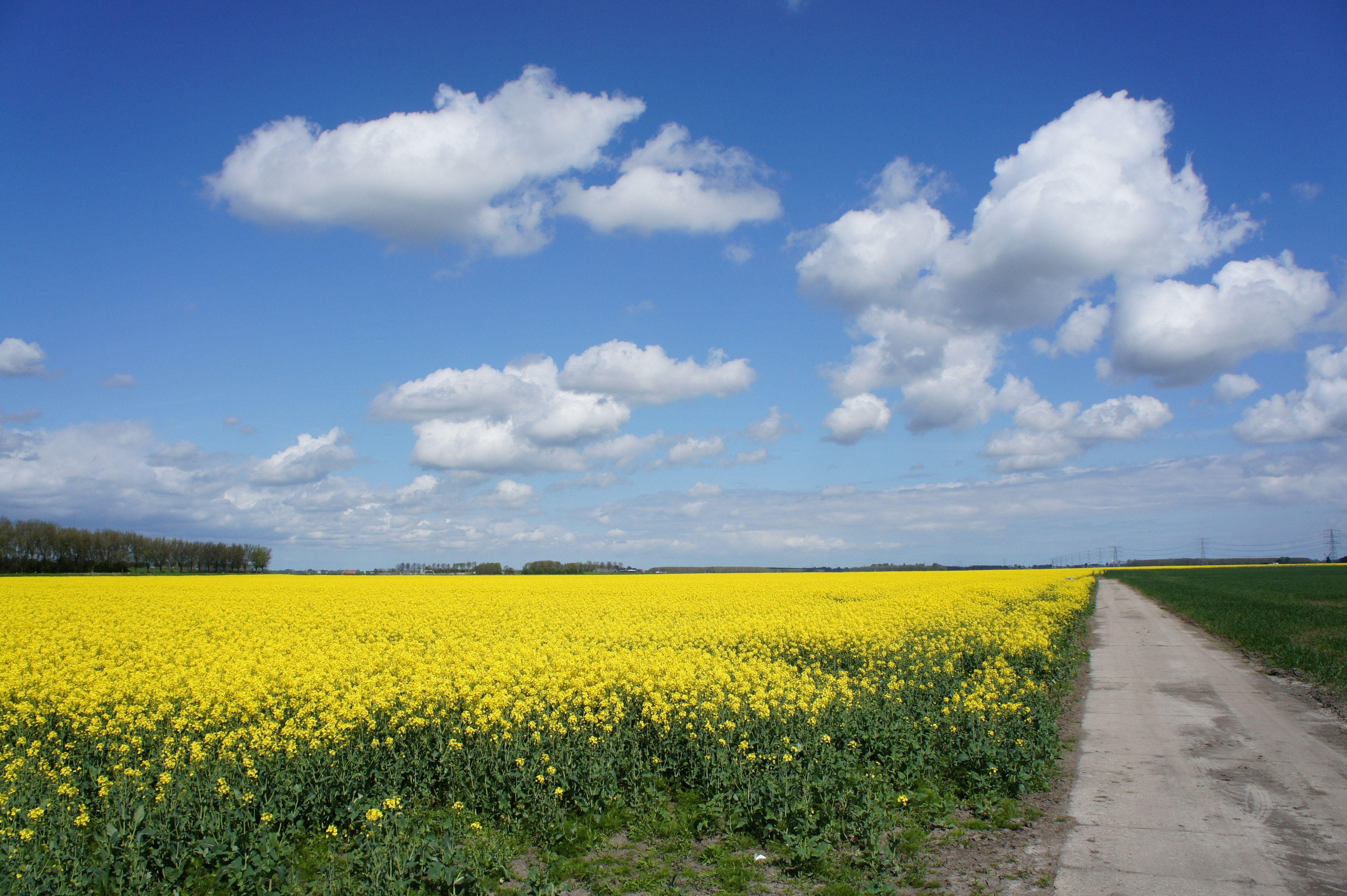 Flower with Yellow Cloud Logo - yellow rapeseed flower fiedfield free image | Peakpx