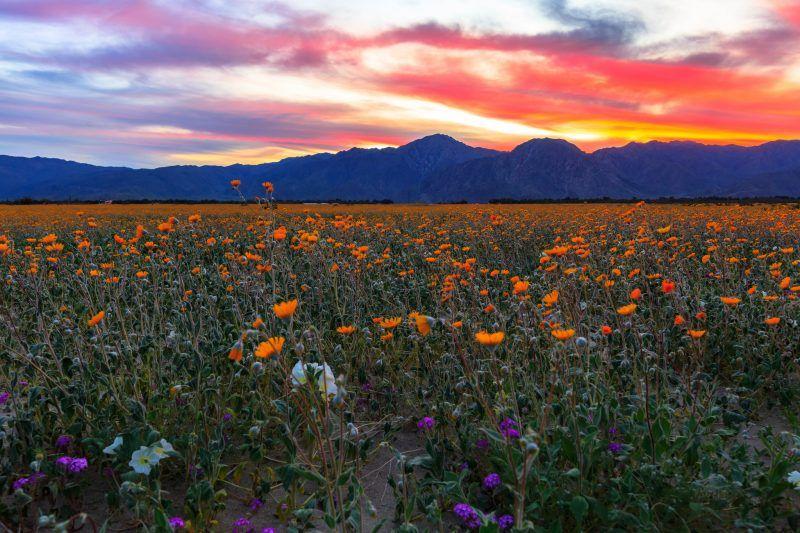Flower with Yellow Cloud Logo - 2017 California desert superbloom | Earth | EarthSky