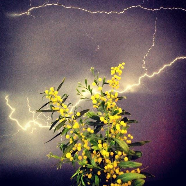 Flower with Yellow Cloud Logo - lightning strike yellow flowers clouds night nature Lebanon ...