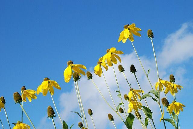 Flower with Yellow Cloud Logo - Free photo Yellow Flower Tree Cloud Blue Sky Flowers Nature - Max Pixel