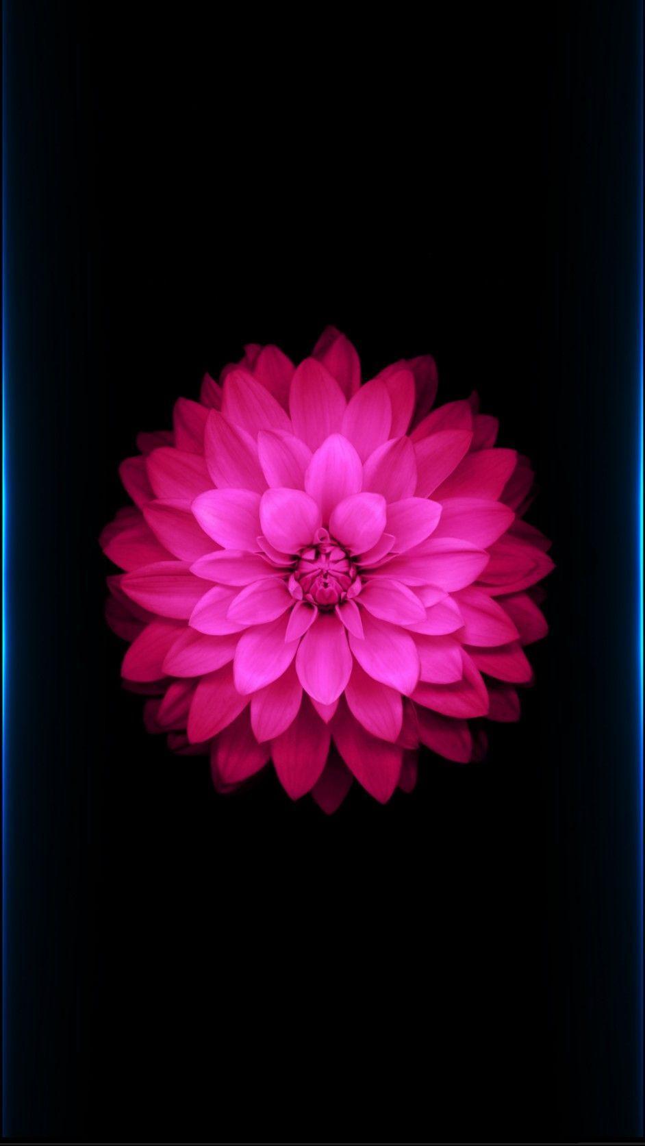 Pink Flower with Blue Line Logo - Full HD iPhone wallpaper flower red with blue line | d | Iphone ...