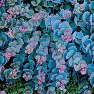 Pink Flower with Blue Line Logo - Power Perennials: Plants that Thrive No Matter What | Gardens ...