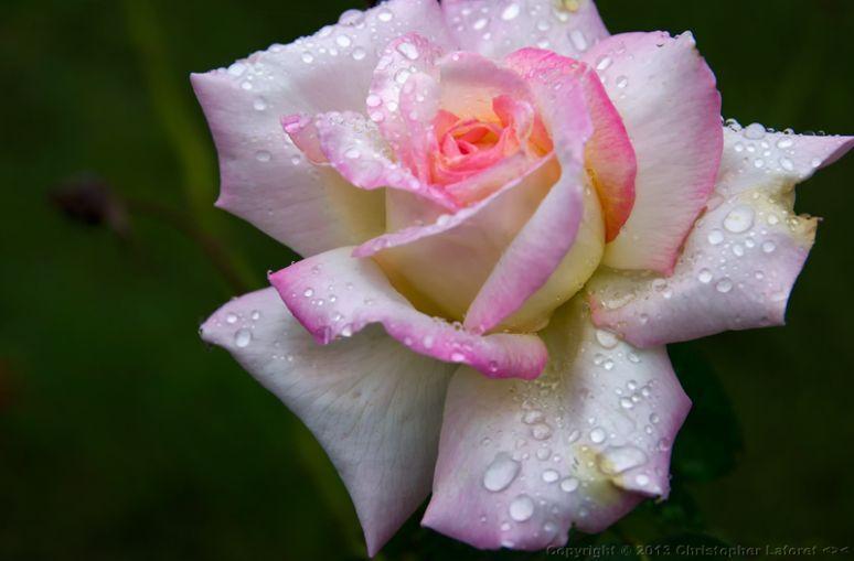 Pink Flower with Blue Line Logo - Raindrop Rose by Chris LaForet. OUTDOOR III. Rose