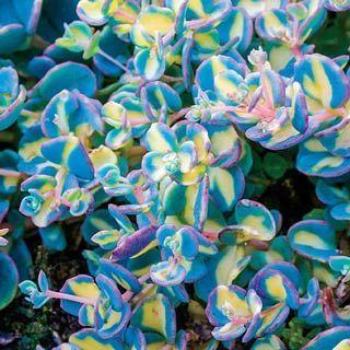 Pink Flower with Blue Line Logo - Variegated Creeping Blue Sedum~Creeping Blue features round, blue ...