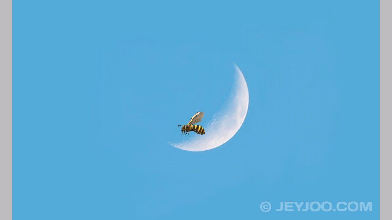 Bee Movie Logo - DREAMWORKS BEE MOVIE LOGO - YouTube