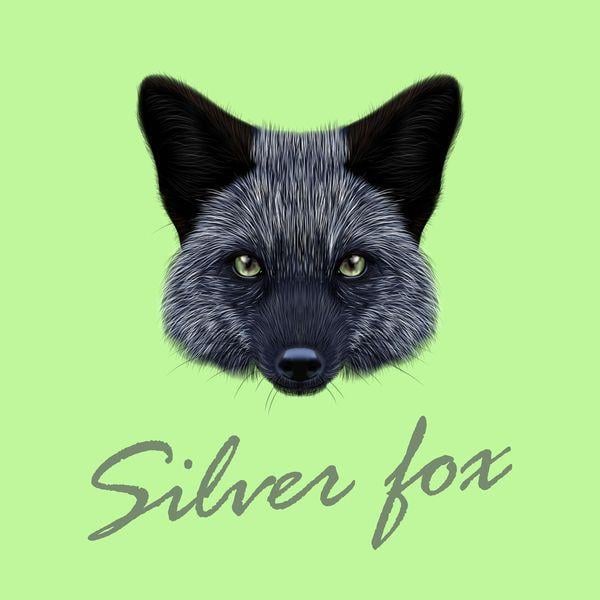 Silver Fox Head Logo - Silver fox head vector illustration 01 free download