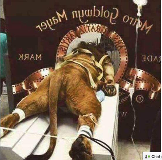 MGM Logo - FALSE: MGM Strapped Leo the Lion to a Table