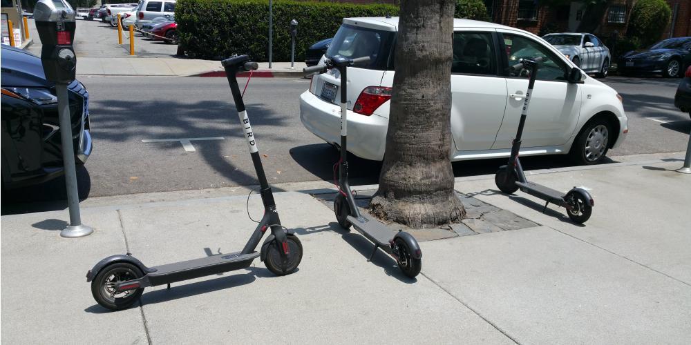 Bird Scooter Logo - A Field Guide to the Bird Scooter Issue - Larchmont Buzz - Hancock ...