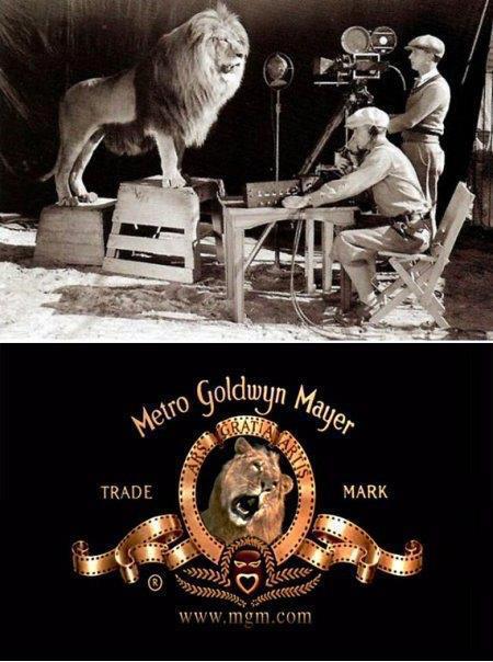 Lion Movie Logo - Lion of MGM logo killed its trainer two Assistants