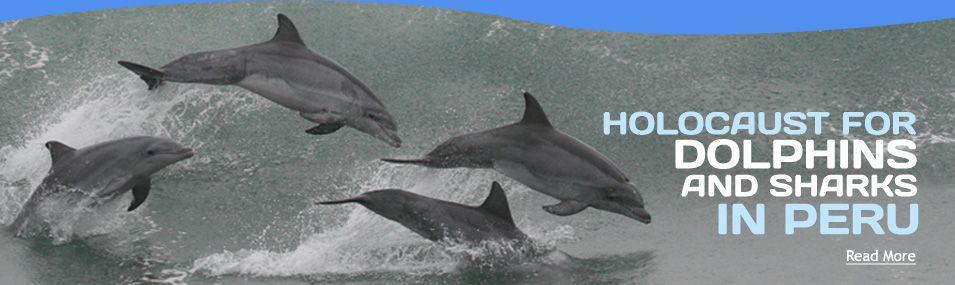 Whale Organizations Logo - Saving Dolphins and Whales - Protecting Oceans: BlueVoice.org