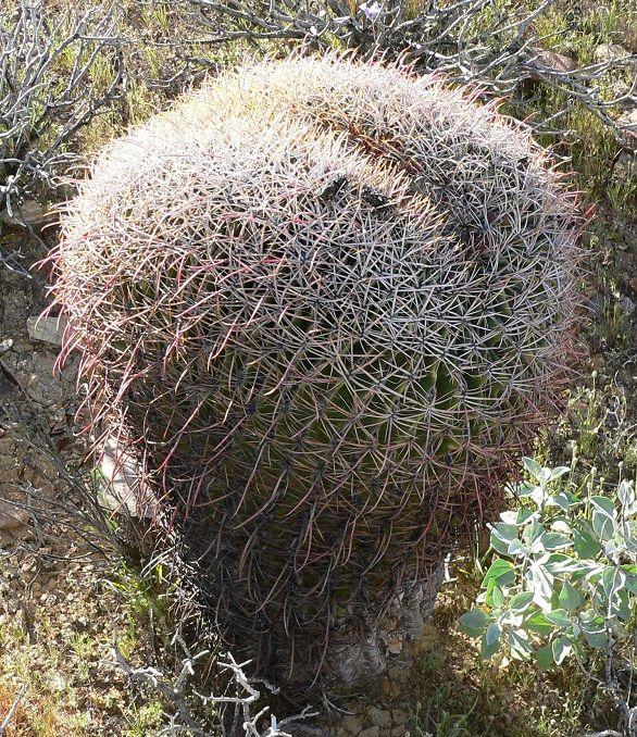Upside Down Teardrop Logo - Weird Cactus Upside Down Teardrop & Garden Do It Yourself