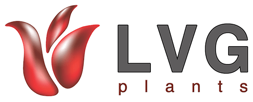 Red LVG Logo - South Africa's leading grower of indoor & outdoor pot plants. LVG