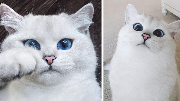 Blue and White Cat Logo - Adorable White Cat With Blue Eyes