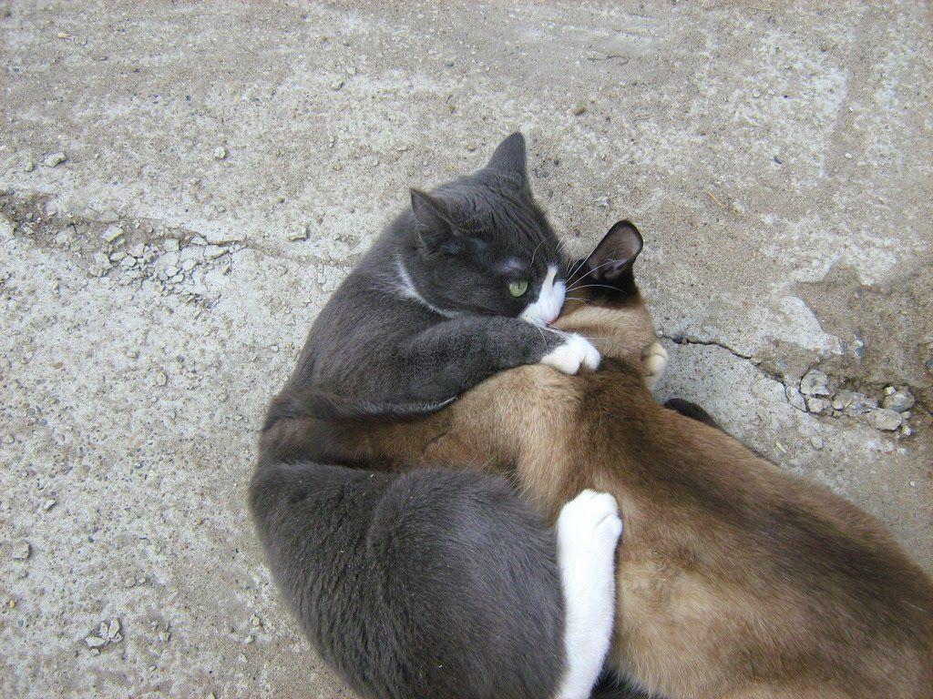 Blue and White Cat Logo - Blue-White Cat vs. Siamese Twin-Cat: Round One — Russian Cats Pictures