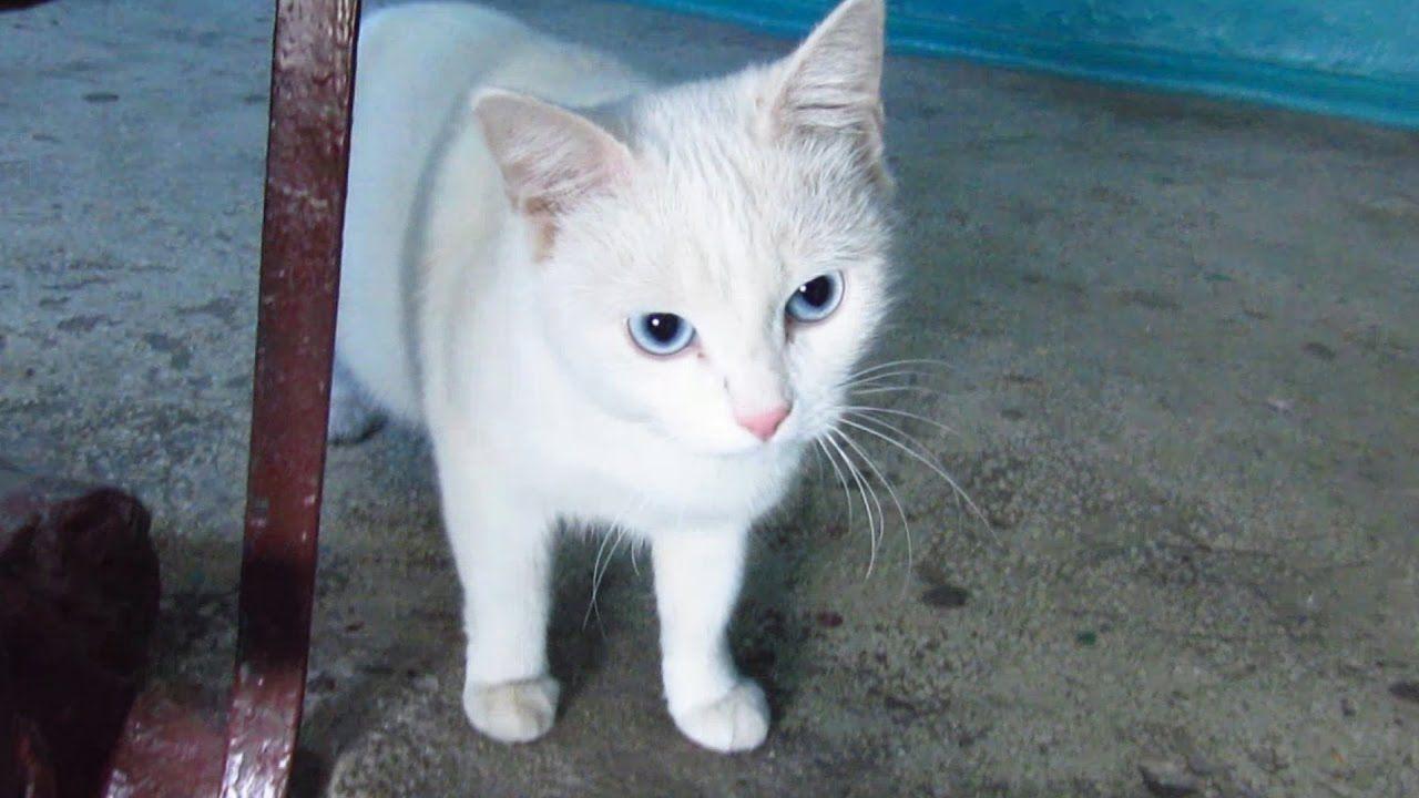 Blue and White Cat Logo - White cat with blue eyes waiting for me - YouTube