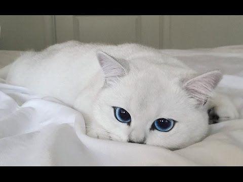 Blue and White Cat Logo - Meet Coby, The Silky White Cat With The Most Mesmerising Big Blue ...