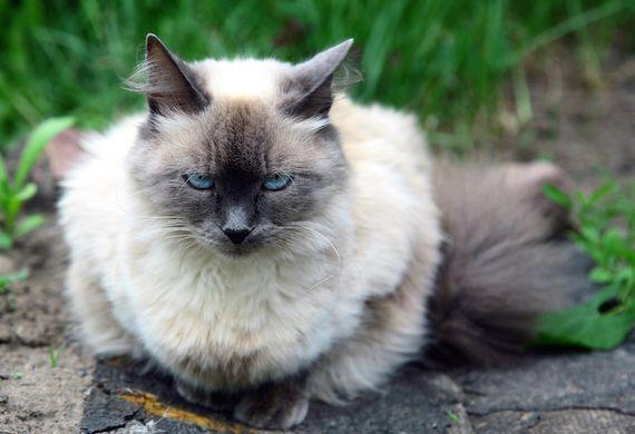 Blue and White Cat Logo - 6 Cat Breeds With Blue Eyes | petMD