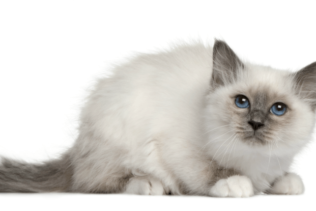Blue and White Cat Logo - 6 Cat Breeds With Blue Eyes