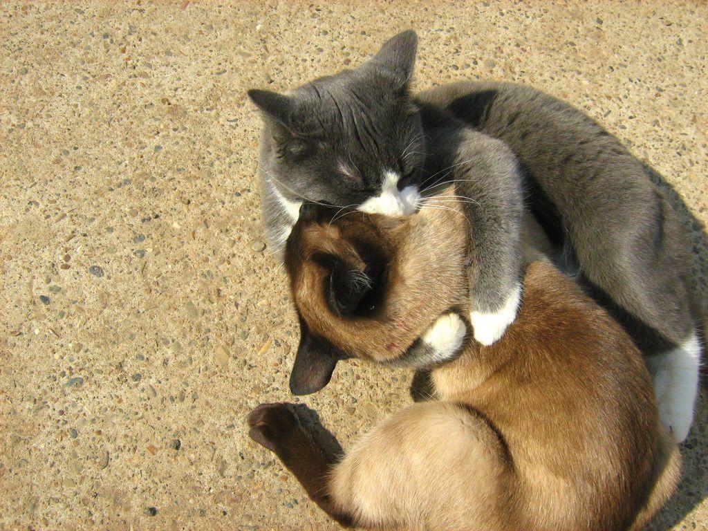 Blue and White Cat Logo - Blue-White Cat vs. Siamese Twin-Cat: Round Two — Russian Cats Pictures