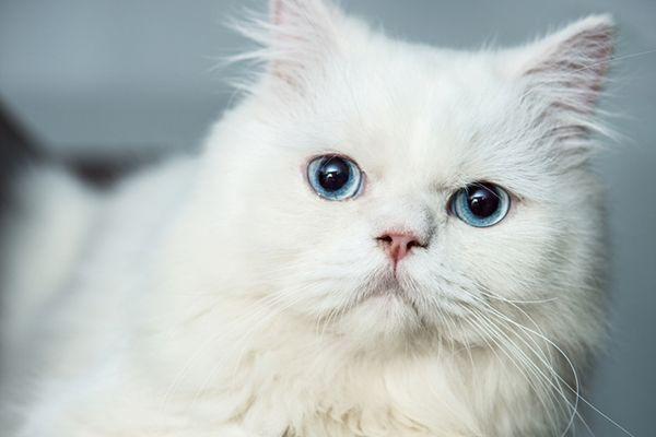 Blue and White Cat Logo - 4 Things to Know About Cats With Blue Eyes - Catster