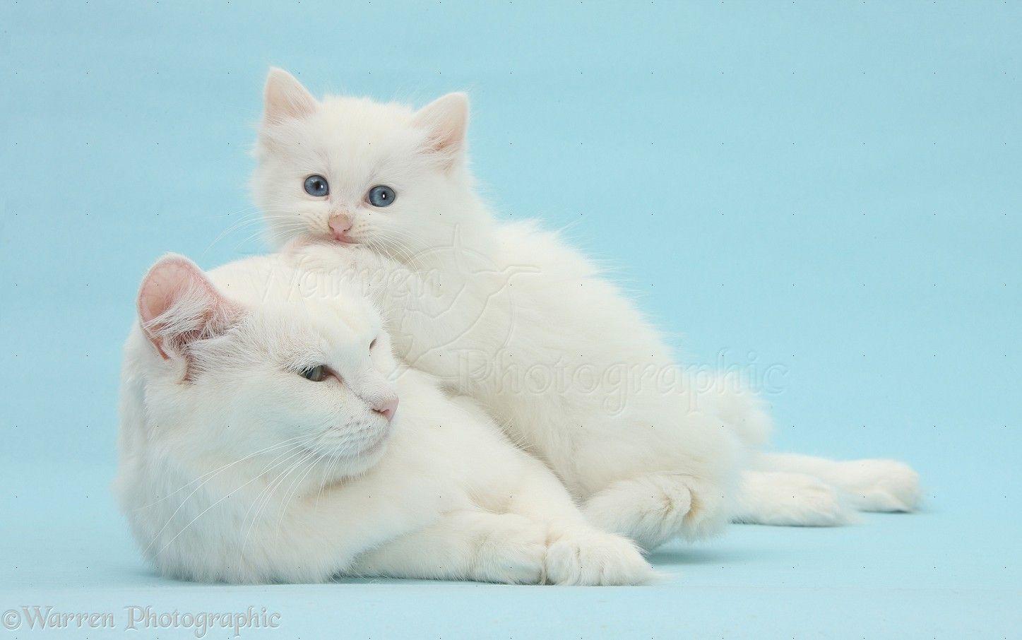 Blue and White Cat Logo - Mother white cat and kitten on blue background photo WP32491