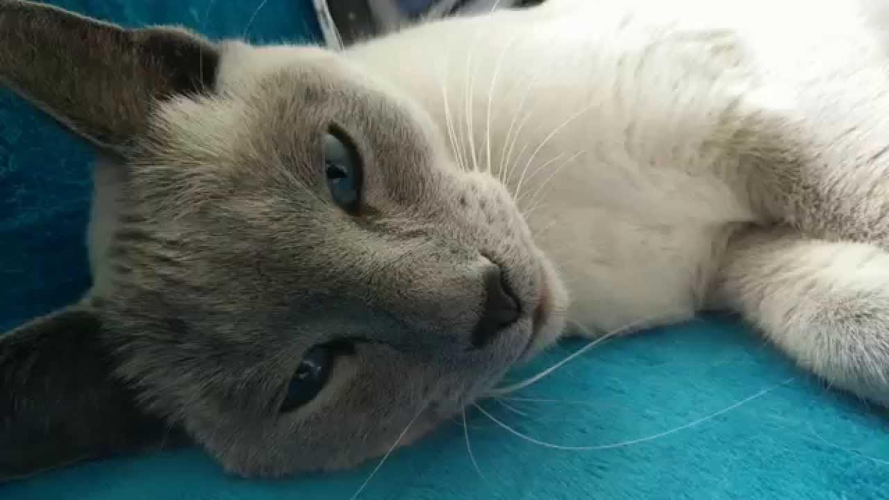 Blue and White Cat Logo - Oneplus One 4k sample with white Russian Blue Cat