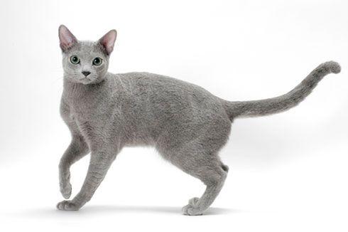 Blue and White Cat Logo - Russian Blue | International Cat Care