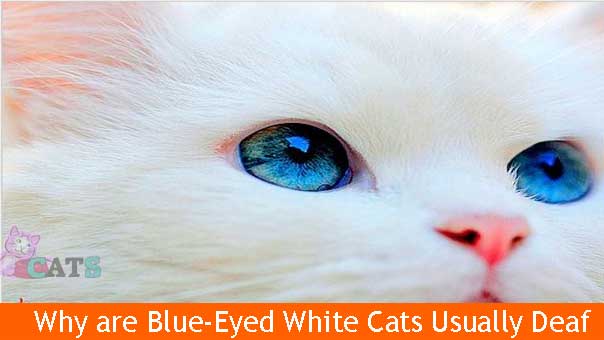Blue and White Cat Logo - Blue Eyed Cats: Why are Blue Eyed White Cats Usually Deaf?