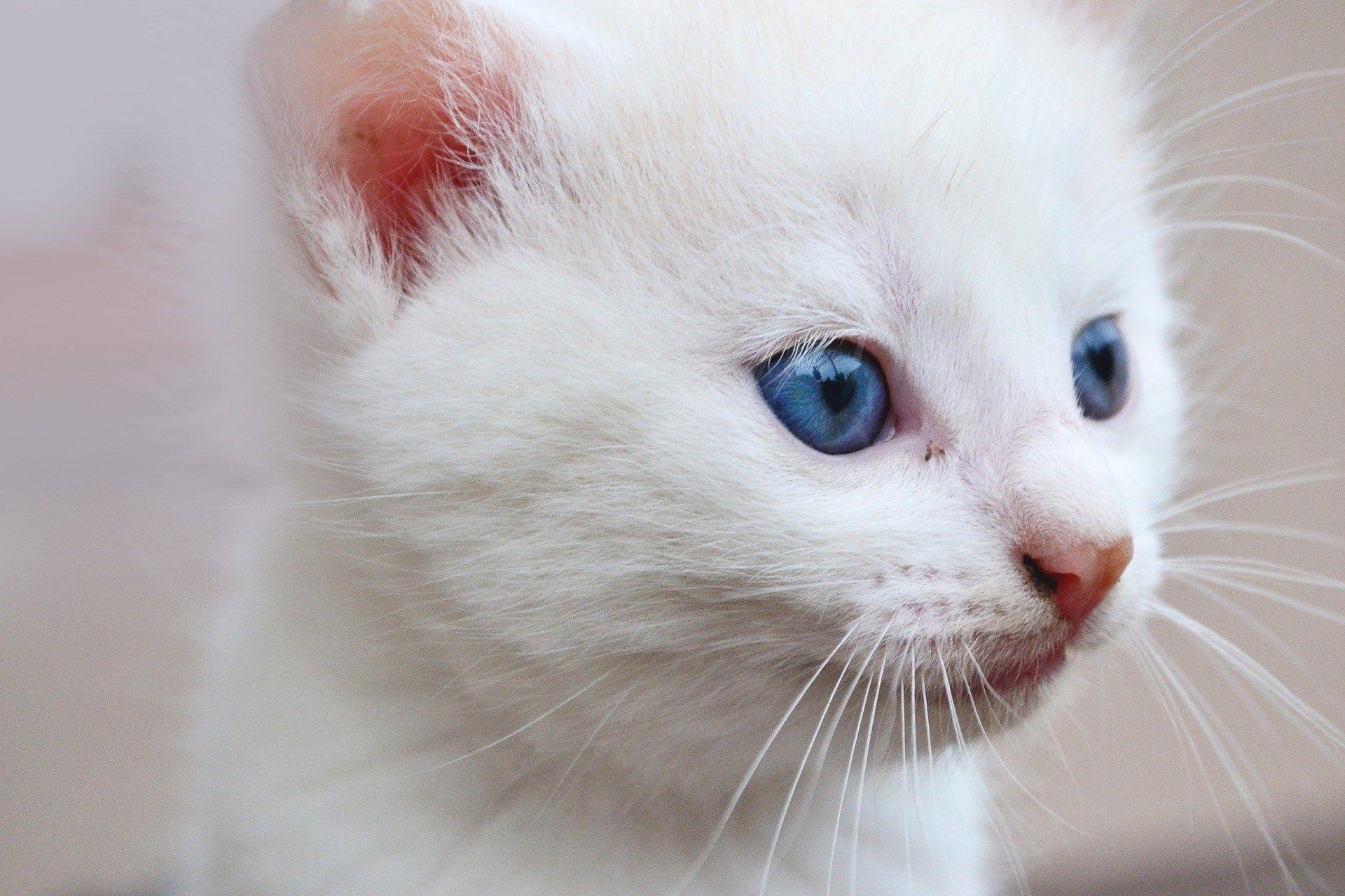 Blue and White Cat Logo - Did You Know That White Cats with Blue Eyes Are Deaf – Juan Pascual