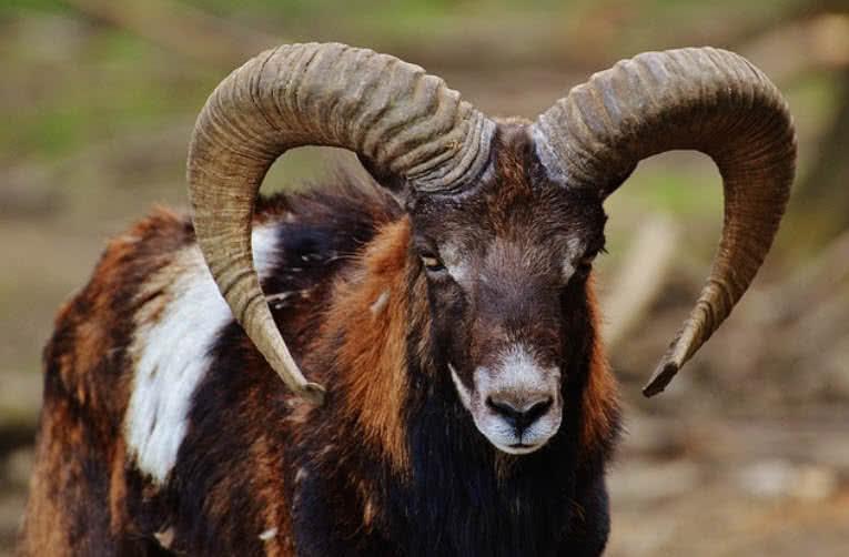 Horned Animal Logo - Top 10 Amazing Horns In The Animal Kingdom - The Mysterious World