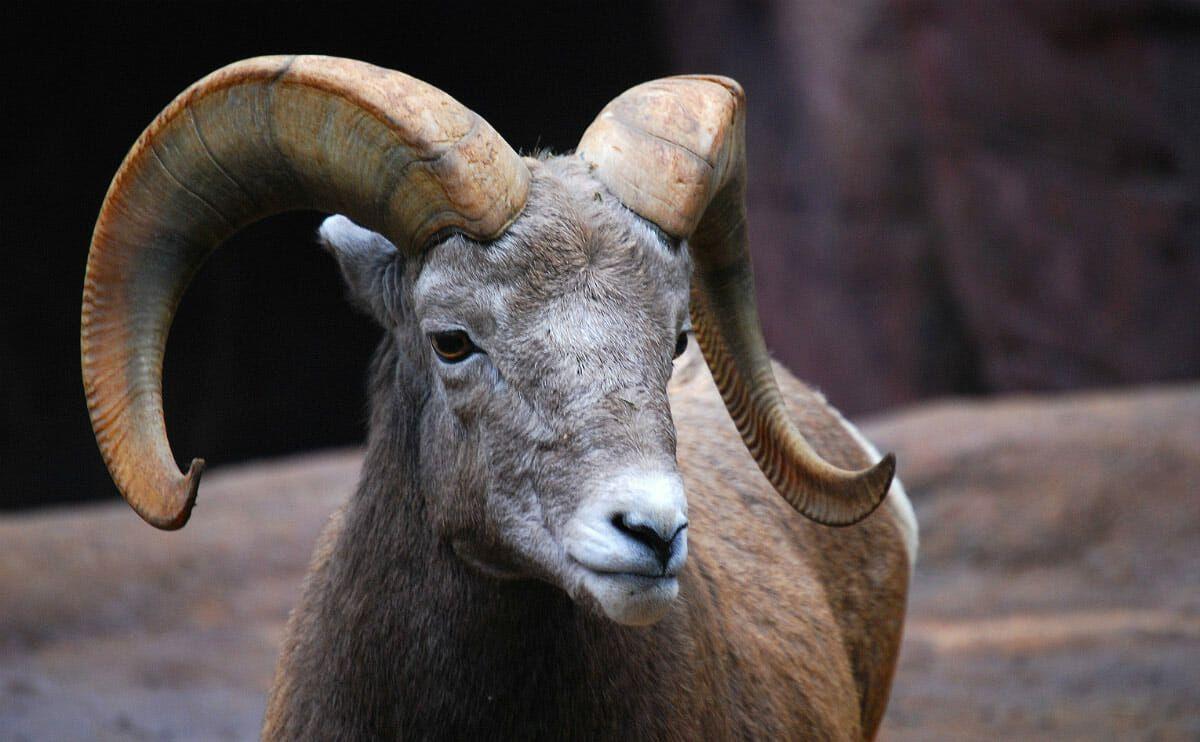 Horned Animal Logo - The 10 Best Horns In The Animal World: The Definitive List - Modern ...