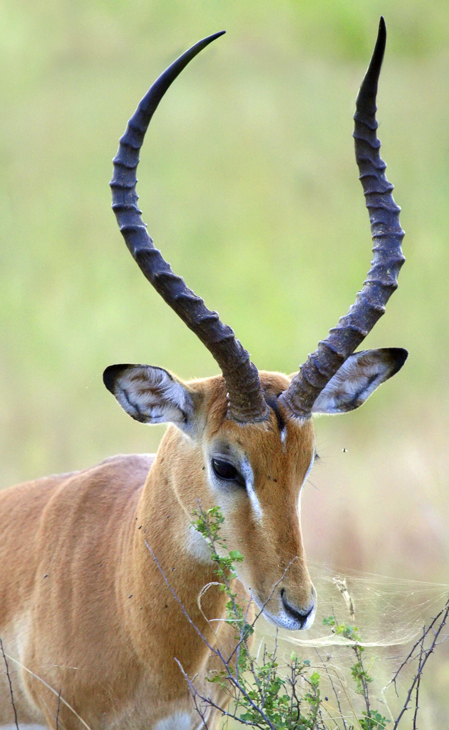 Horned Animal Logo - Horn (anatomy)