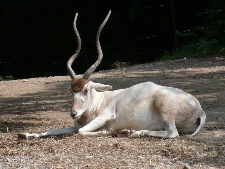 Horned Animal Logo - The 10 Best Horns In The Animal World - ALLRefer