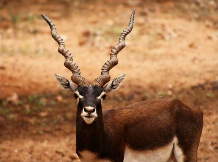 Horned Animal Logo - The 10 Best Horns In The Animal World - ALLRefer