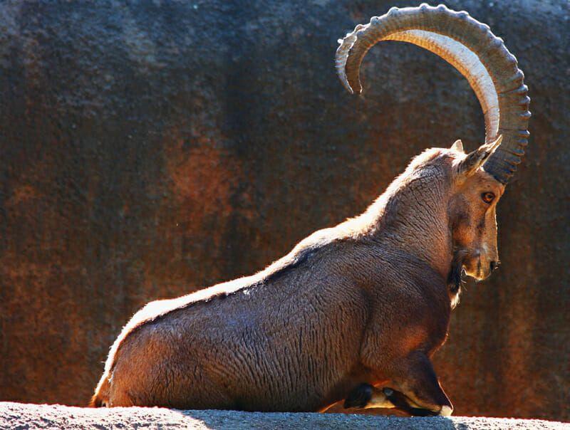 Horned Animal Logo - The 10 Best Horns In The Animal World: The Definitive List - Modern ...